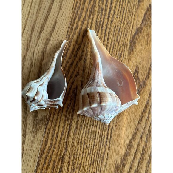 Pair Of Natural Ridged Seashells Sinistrofulgur perversum the lightning whelk - Picture 4 of 14